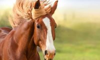 Horses in the Countryside