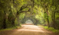 Forest Road with Birdsong and Woodpeckers