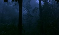 Reikland Forest at night