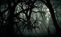 scary forest ambience