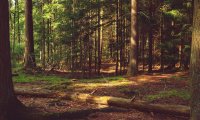 Quiet windy forest