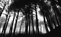 Night forest with eerie fx