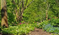 The melody of summer forest