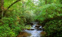 A sea of green calm