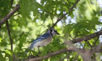 Sleepy Summer Under the Canopy