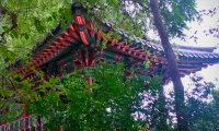 Japanese Lullaby during a Rainstorm