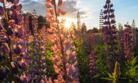 Delightful Dancing and Flower Festivities