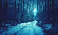 Strange, enticing sounds from the dark winter forest