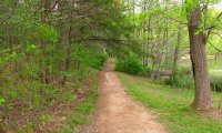 Summer birds in forest