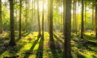 A peaceful forest in the Illyrian mountains