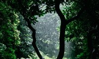 Steady Rain and Thunder on Tent