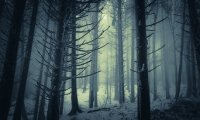 Winter forest