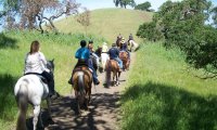 Horse Trail Ride