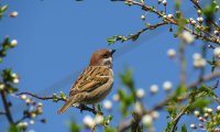 Listen to leaves rustling in the wind and sparrows talking to each others