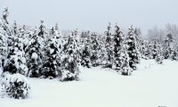 A snowy winter afternoon