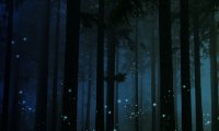 peaceful nighttime forest