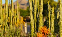 Arizona Garden