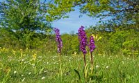 Spring Meadow