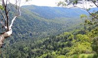 Strolling through an Australian open Forest