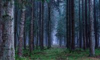 Ambient sound for TRPG forest scenario