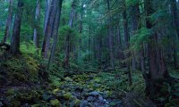 Forest Thunderstorm: Night