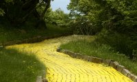 Down the Yellow Brick Road