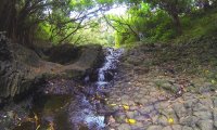 Outdoor Creek Wildlife