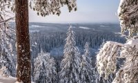 Caravan through Winter Forest