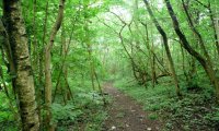 Walking in the woods