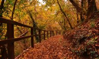 Autumn Stroll