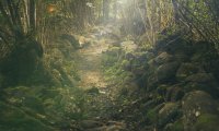 Forest Rainstorm