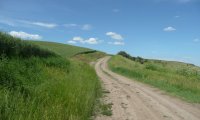 Green Field with Birdsong and Wind