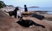 A clan of cats who make their home by the sea.