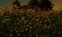 Esheen at Night - Village Sat in a Meadow