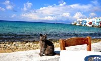 Curl up with a cat by the Sea