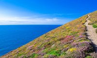 A calm summer meadow by the sea