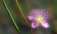 Spring Flower