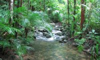 Take a Walk Along a Jungle River