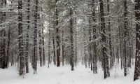 Walking in a winter wood