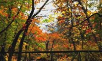 autumn library