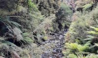 Stewart Island Red Stag Roar