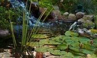 Summer Afternoon at the Frog Pond