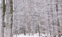 A cold, snowy walk