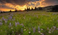 A Summer Trek through Grasslands