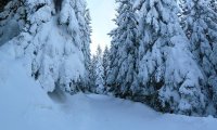 Forest in winter