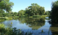 Pond with some Frogs