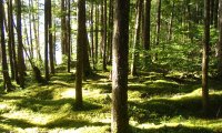 Sunlit Woodland Stroll