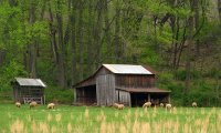 Sitting next to a Farm and listen to birds, crickets, cows, goat, sheep and Chicken