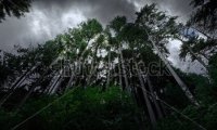 Night forest animal sounds in a storm