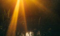 Summer afternoon by a forest pond